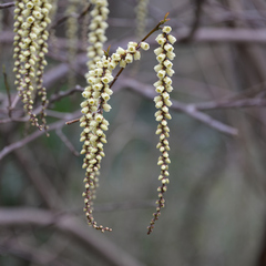 Stachyurus praecox