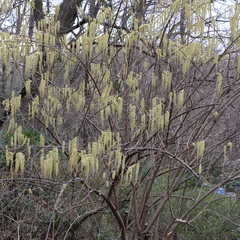 Stachyurus praecox