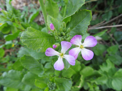 Raphanus sativus raphanistroides