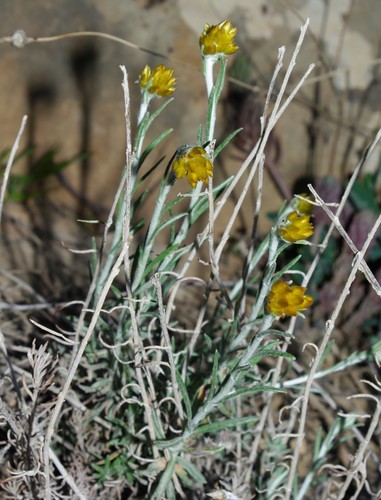 Helichrysum pomelianum image