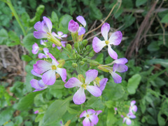 Raphanus sativus raphanistroides