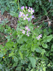 Raphanus sativus raphanistroides