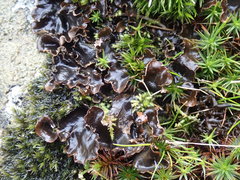 Peltigera hymenina