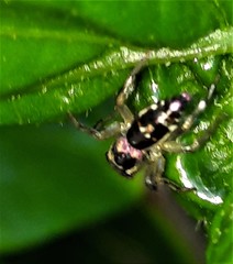 Cosmophasis thalassina