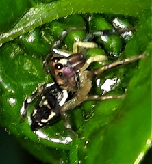 Cosmophasis thalassina