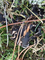 Peltigera hymenina