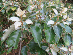 Elaeagnus macrophylla