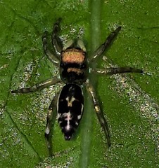 Cosmophasis thalassina