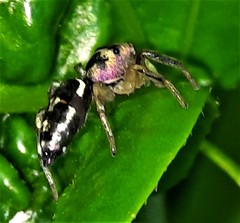 Cosmophasis thalassina
