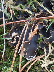 Peltigera hymenina