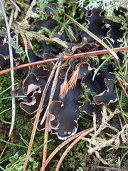 Peltigera hymenina