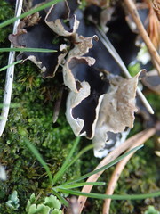 Peltigera hymenina