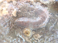 Paralepidonotus ampulliferus