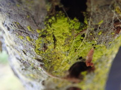 Chrysothrix granulosa