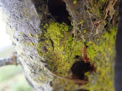 Chrysothrix granulosa