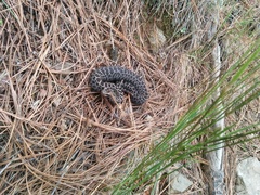 Crotalus triseriatus