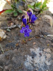 Codonorhiza elandsmontana