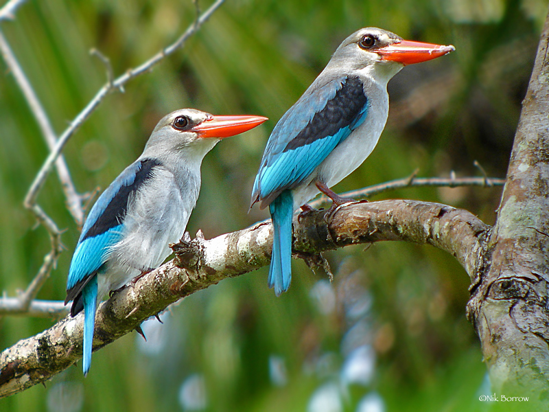 Mangrove Kingfisher photo