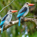 Mangrove Kingfisher - Photo (c) Nik Borrow, some rights reserved (CC BY-NC)