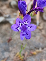 Codonorhiza elandsmontana