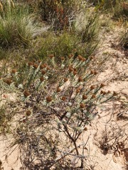 Oedera fruticosa