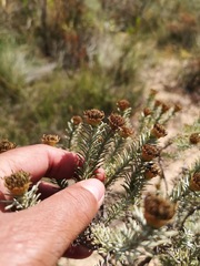Oedera fruticosa