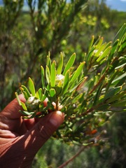 Leucadendron lanigerum laevigatum