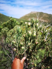 Leucadendron lanigerum laevigatum