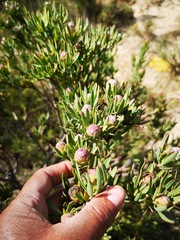 Leucadendron lanigerum laevigatum