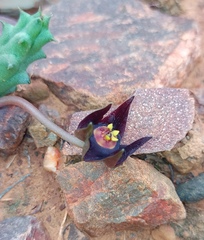 Duvalia caespitosa caespitosa