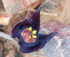 Duvalia caespitosa caespitosa