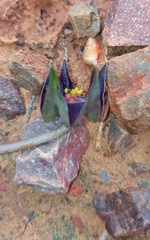 Duvalia caespitosa caespitosa