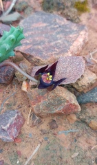 Duvalia caespitosa caespitosa