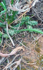 Duvalia caespitosa caespitosa