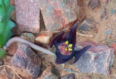 Duvalia caespitosa caespitosa