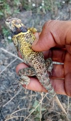 Sceloporus aureolus