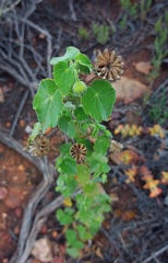 Abutilon sonneratianum
