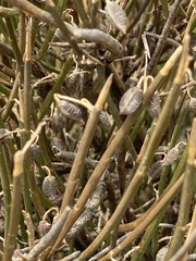 Carmichaelia compacta