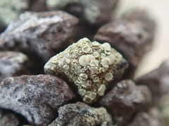 Lecanora confusa