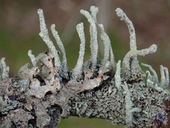 Cladonia umbricola