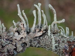 Cladonia umbricola