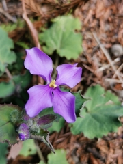 Orychophragmus violaceus