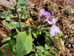 Orychophragmus violaceus