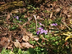 Orychophragmus violaceus