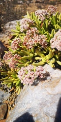 Crassula macowaniana