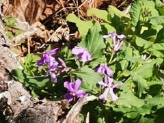 Orychophragmus violaceus