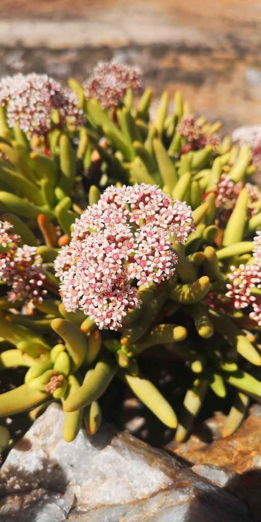 Crassula macowaniana, Namakwa, ZA-NC, ZA