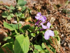 Orychophragmus violaceus