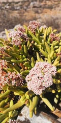 Crassula macowaniana