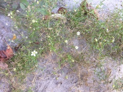 Mononeuria groenlandica